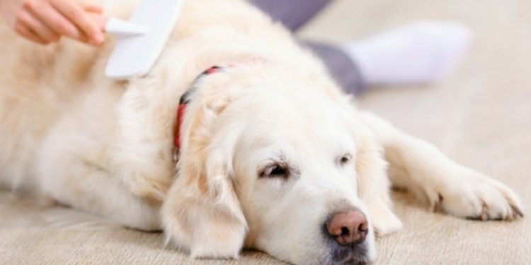 Comment limiter la chute des poils de chien ?