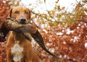 Comment s'appellent les races de chiens ?