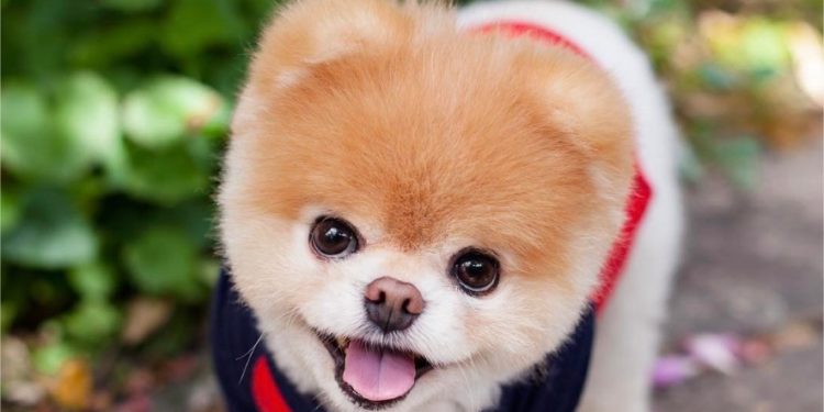 Qui est le petit du chien ?