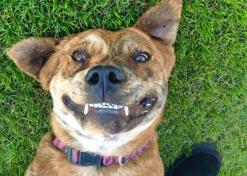 Quelle est la race de chien la plus rechercher sur Internet ?