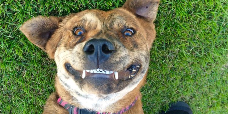 Quelle est la race de chien la plus rechercher sur Internet ?