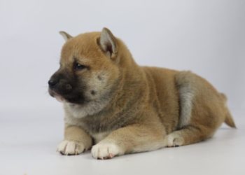 Quel est le prix d'un shiba ?