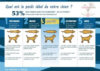 Quel est le poids d'un chien moyen ?