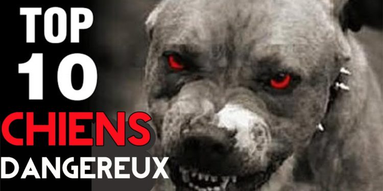 Quel est le chien le plus dangereux de France ?