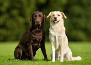 Quel est le chien le plus facile à éduquer ?