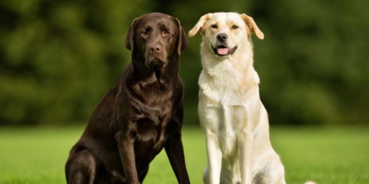 Quel est le chien le plus facile à éduquer ?