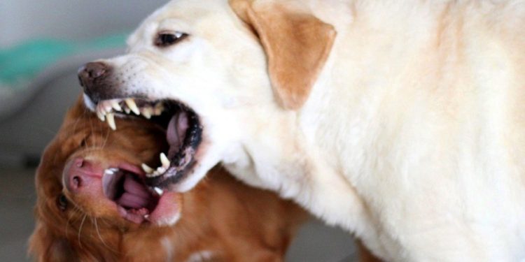 Quelle est la pire race de chien ?