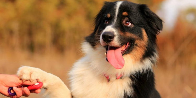 Est-ce que le Berger australien aboie beaucoup ?