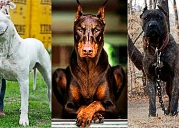 Quel chien son interdit en France ?