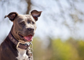 Pourquoi le pitbull est interdit en France ?