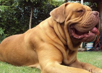 Quels sont les chiens les plus forts ?