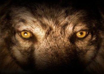 Comment reconnaître un loup ?