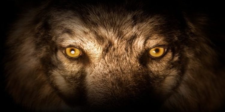 Comment reconnaître un loup ?