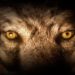 Comment reconnaître un loup ?