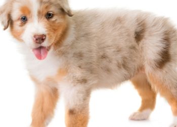 Quel est le prix d'un chiot berger australien ?