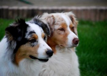 Quel race de chien est belle ?
