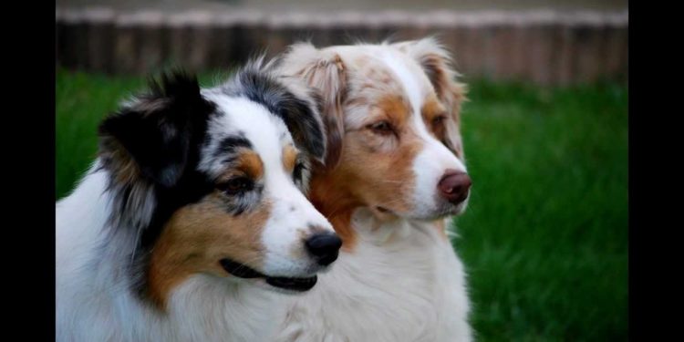Quel race de chien est belle ?