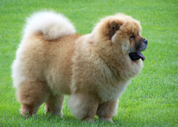 Comment est le Chow-chow ?