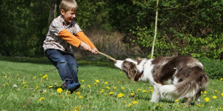 Quel est la meilleure race de chien de sang ?