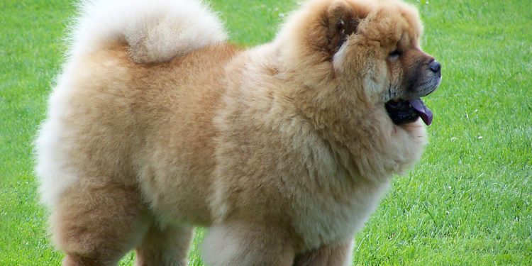 Comment est le Chow-chow ?