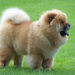 Comment est le Chow-chow ?
