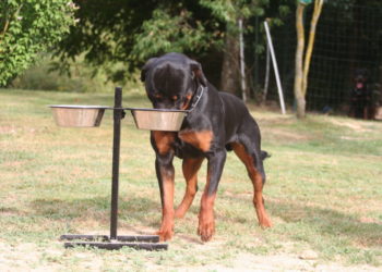 Comment bien nourrir son chien Boxer ?