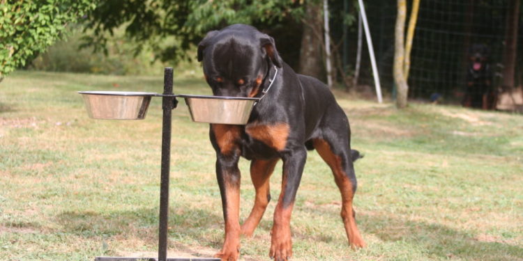 Comment bien nourrir son chien Boxer ?