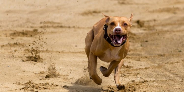 Quel petit chien pour sportif ?
