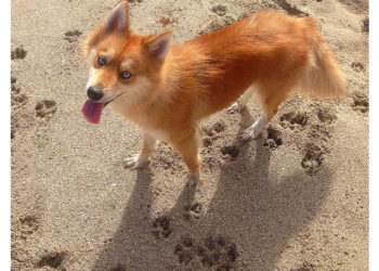 Quel chien ressemble à un boxer ?