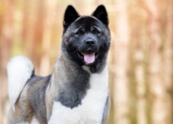 Quel est le prix d'un akita américain ?