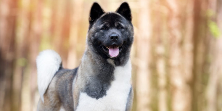 Quel est le prix d'un akita américain ?