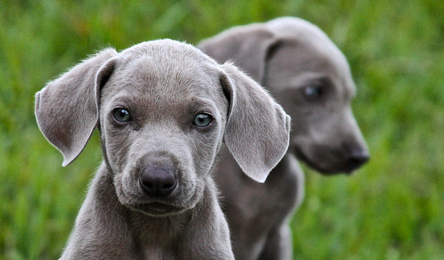 Quelle taille fait un Braque ?