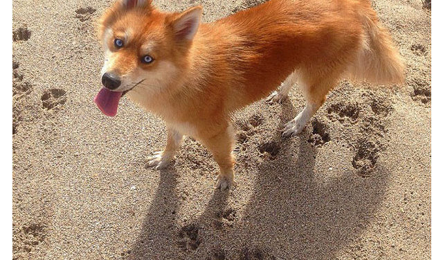 Quel chien ressemble à un boxer ?