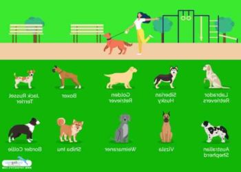 Quel chien pour femme seule ?