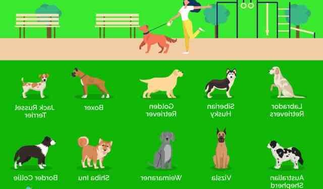 Quel chien pour femme seule ?