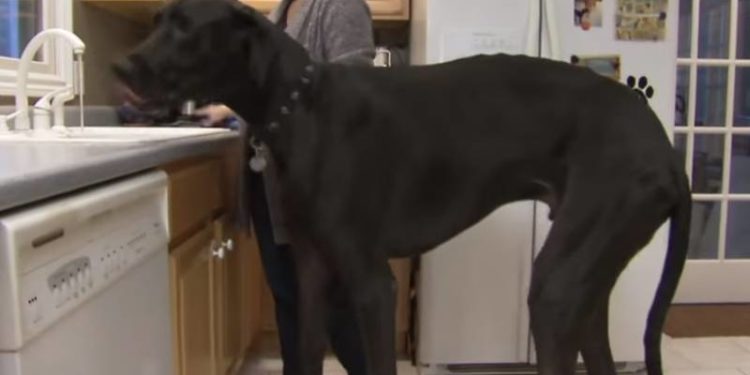 Quelle est la race de chien la plus grosse au monde ?