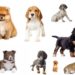 Quelles sont les races de chiens de moins de 5 kg ?