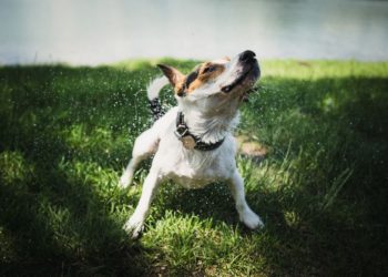 Est-ce que le Jack Russel aboie beaucoup ?