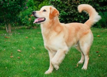 Quelle race ressemble au Golden Retriever ?