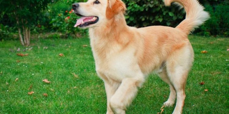 Quelle race ressemble au Golden Retriever ?