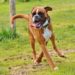 Quelle est la race de chien la plus gentille ?