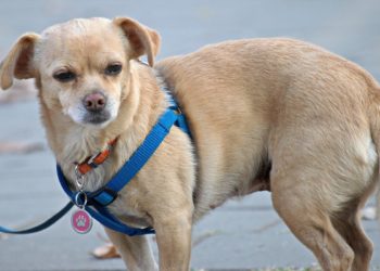 Comment bien choisir un harnais pour chien ?