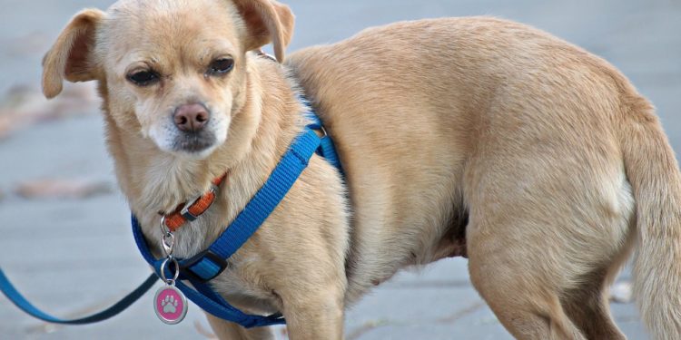 Comment bien choisir un harnais pour chien ?