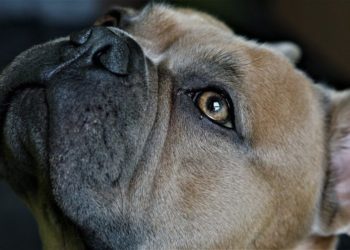 Comment soigner naturellement une conjonctivite chez le chien ?