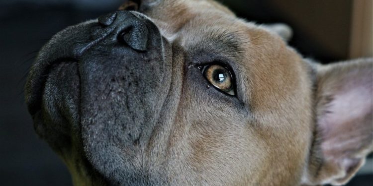 Comment soigner naturellement une conjonctivite chez le chien ?