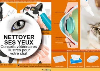Puis-je mettre du sérum physiologique dans les yeux de mon chat ?