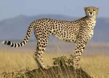 Quel animal vit en Afrique ?