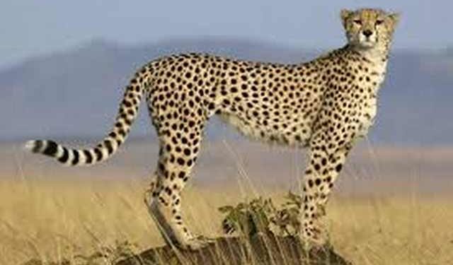 Quel animal vit en Afrique ?