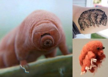 Quel animal est rare ?