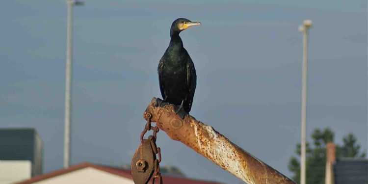 Comment s'appelle un oiseau noir avec un bec jaune ?